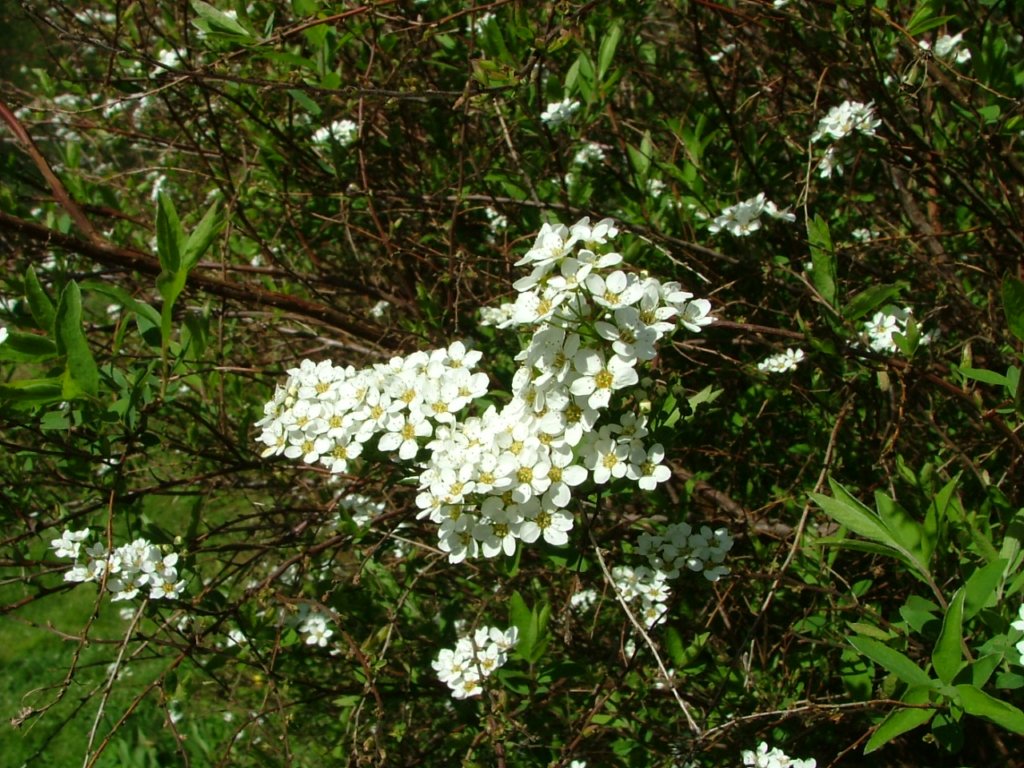 gallnas35627.jpg