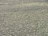 gallnas6874_small.jpg