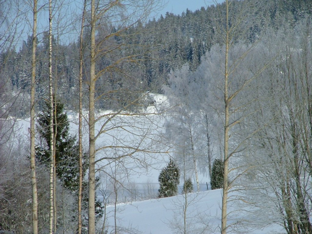 gallnas6906.jpg