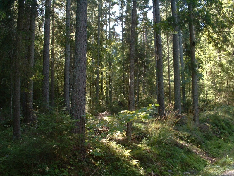 forest carpet
