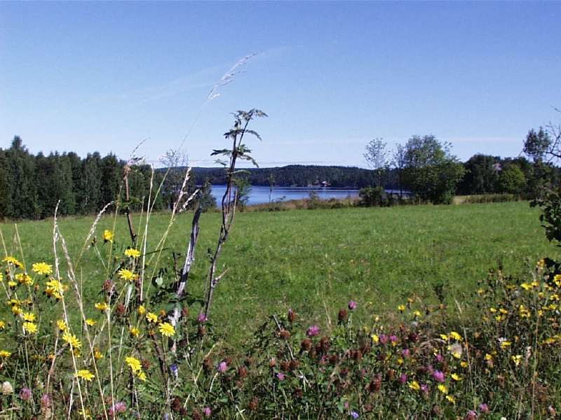 flowered foreground 2