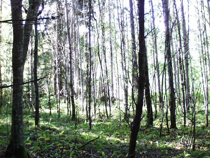 forest roof