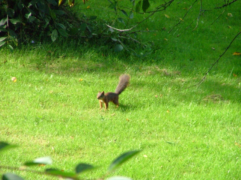 squirrel concentration