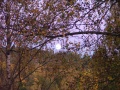 autumn moon rising