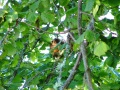 squirrel selectivity