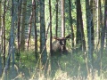 elk in the sanctuary