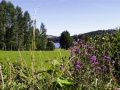 flowered foreground