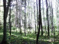 forest roof