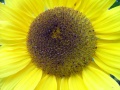 sunflower centre