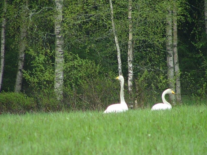 flight arrivals