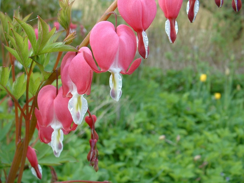 Dicentra