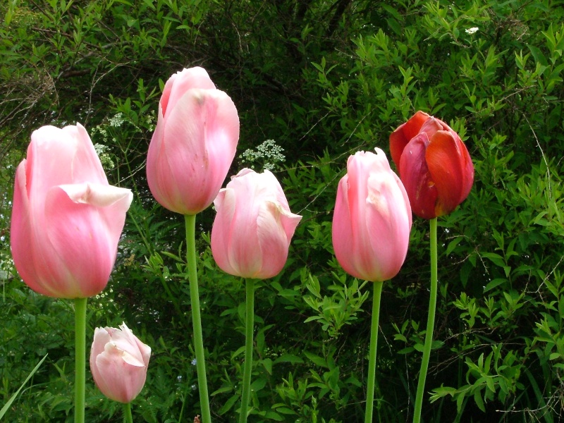 Swedish tulips
