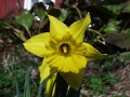 Daffodil