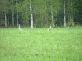 common cranes