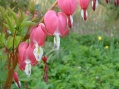 Dicentra