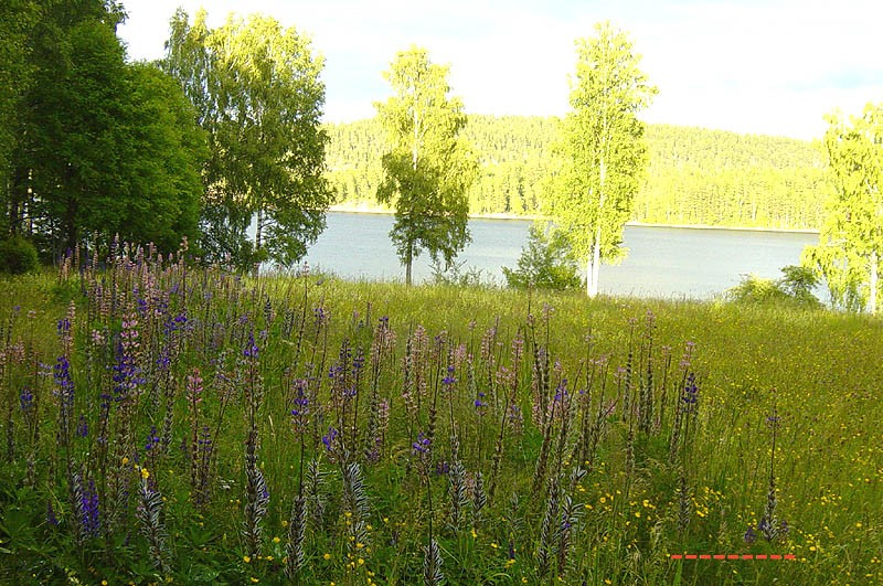 wildflower wonderland