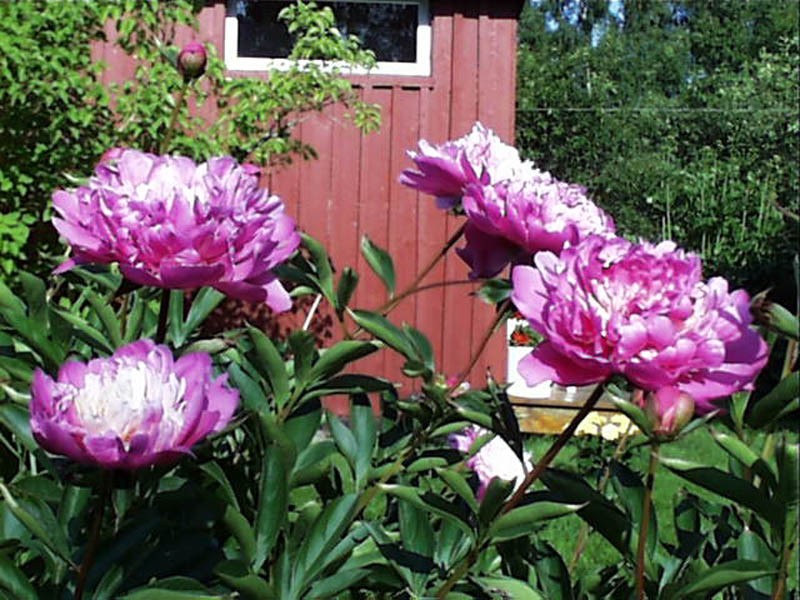 Peony perfection