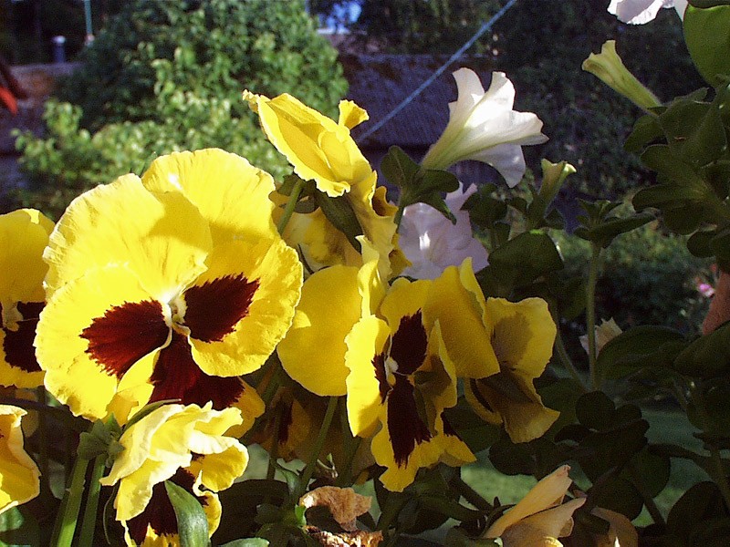 Pansies