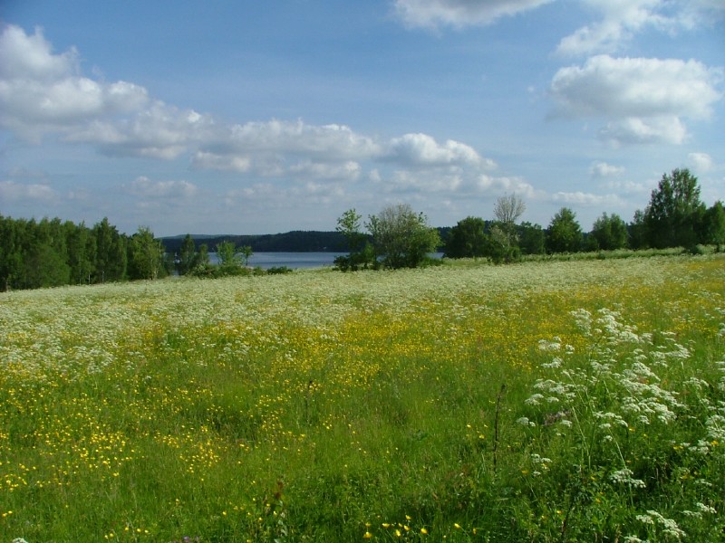 Bjorken bouquets