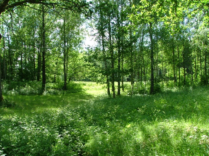 forest fascinations