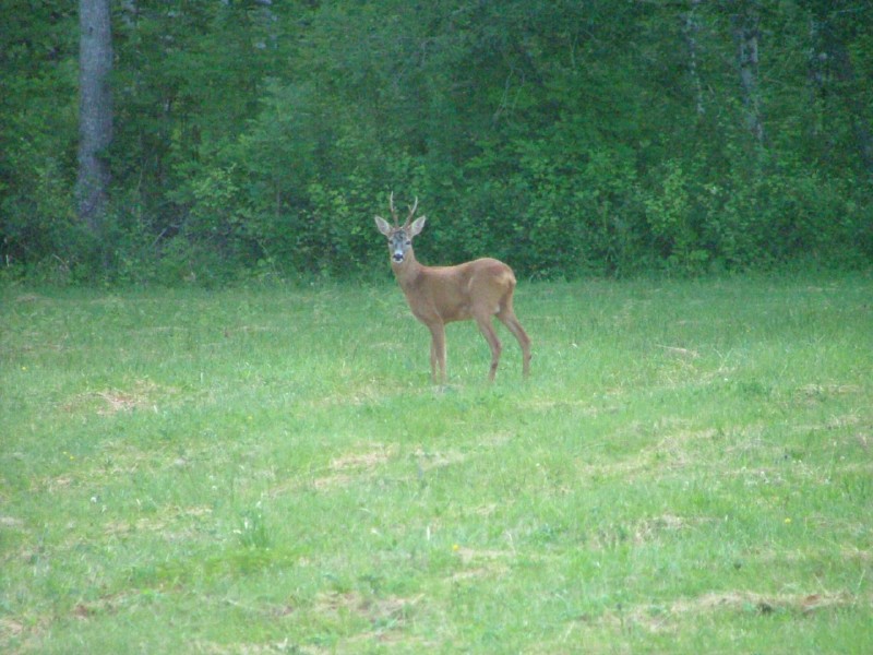 Stag party?