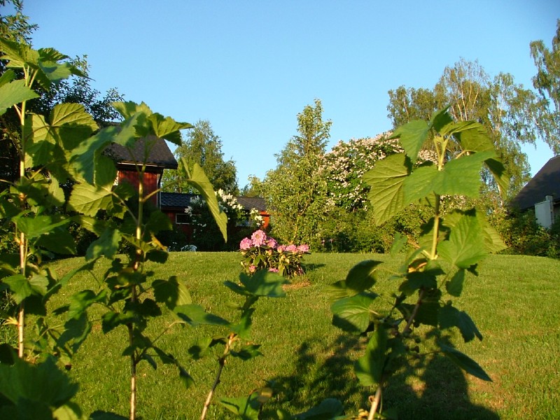 lawn at the front