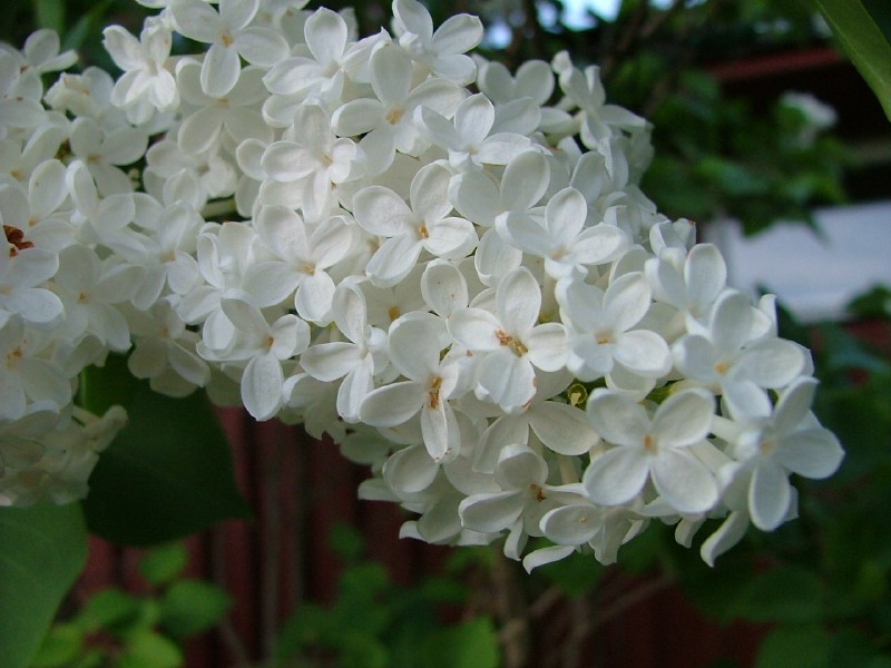 lilac loveliness