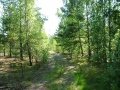 forestry fascinations-2