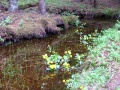 forest flowers