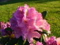 Rhodedendron rhapsody