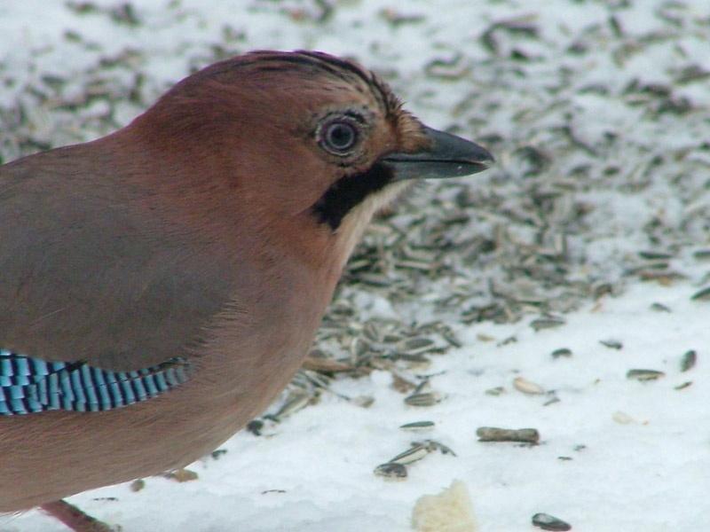 Grey Jay