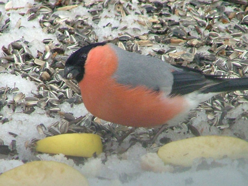 Bullfinch?