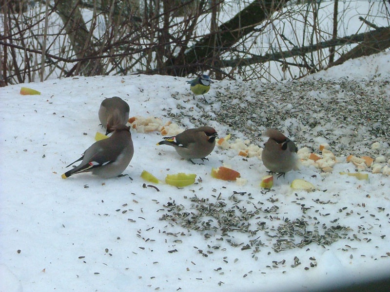 waxwings 3