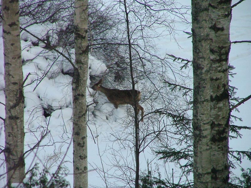 Deer exploration 3