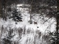 Deer exploration