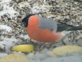 Bullfinch?