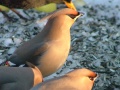 Waxwings