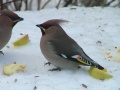 waxwings 2