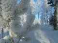 frostflowers 5